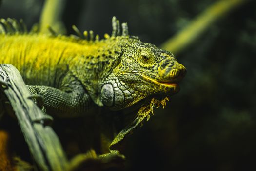 Close-up of a green iguana resting on a branch in Dubai Zoo.