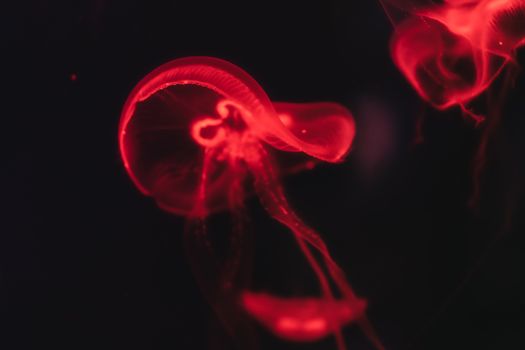 Abstract close-up of a glowing red jellyfish in the Dubai Aquarium. Captivating sea life photography.