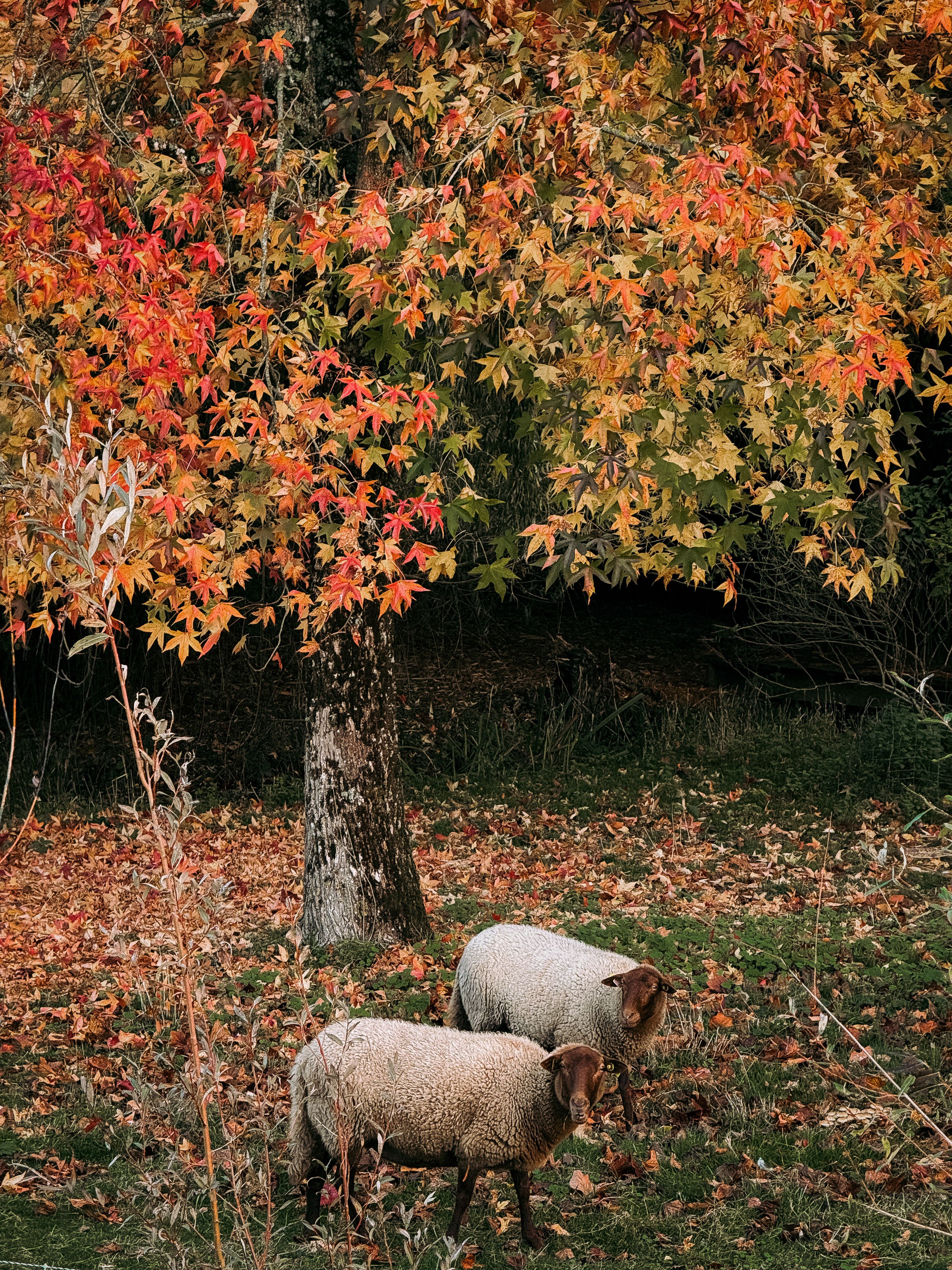 Sheep Grazing Under Colorful Fall Foliage · Free Stock Photo