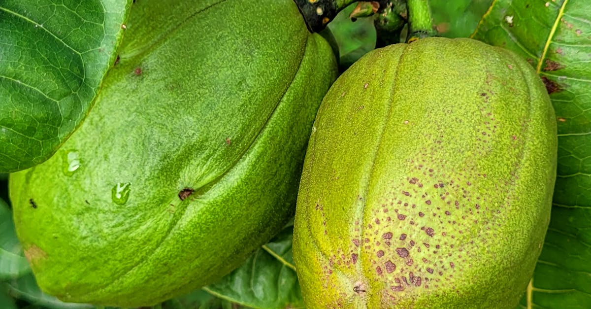 Photo by Anderson mendes Close-up view of unripe tropical fruits hanging on a tree branch, vivid green leaves in the background.