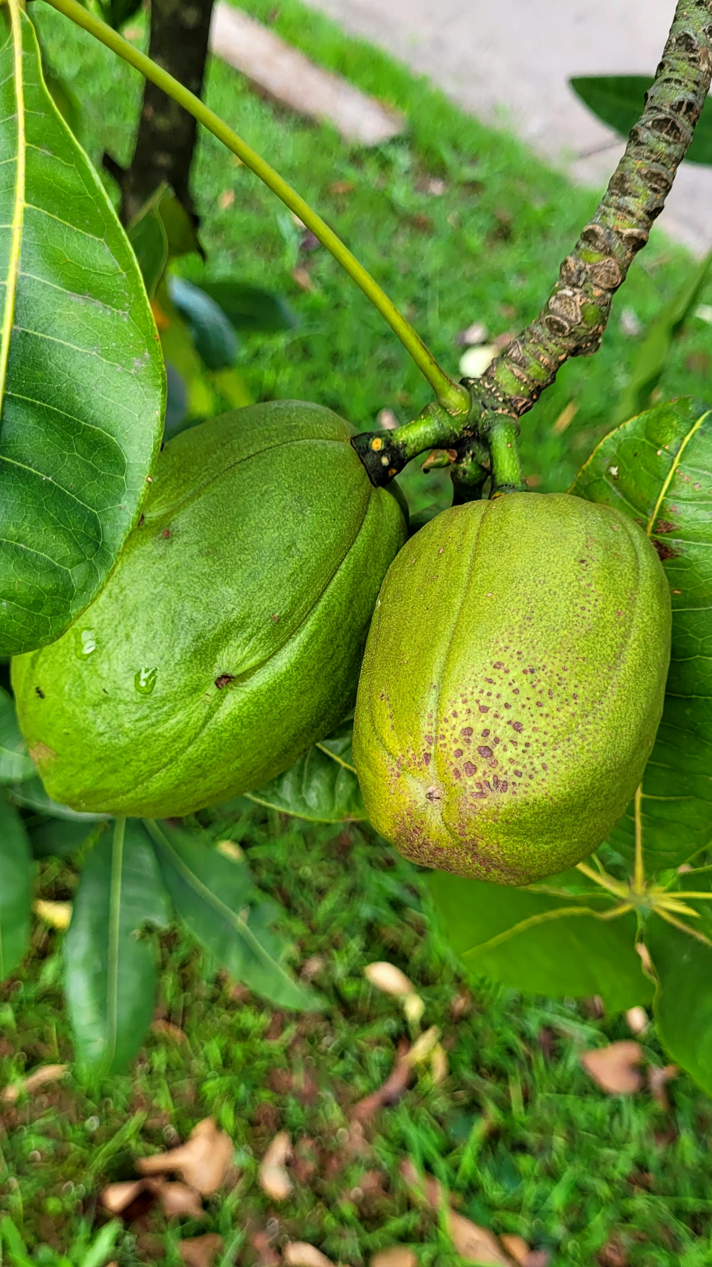 Gratis Nærbilde av umodne tropiske frukter som henger på en tregren, med livlige grønne blader i bakgrunnen. Arkivbilde