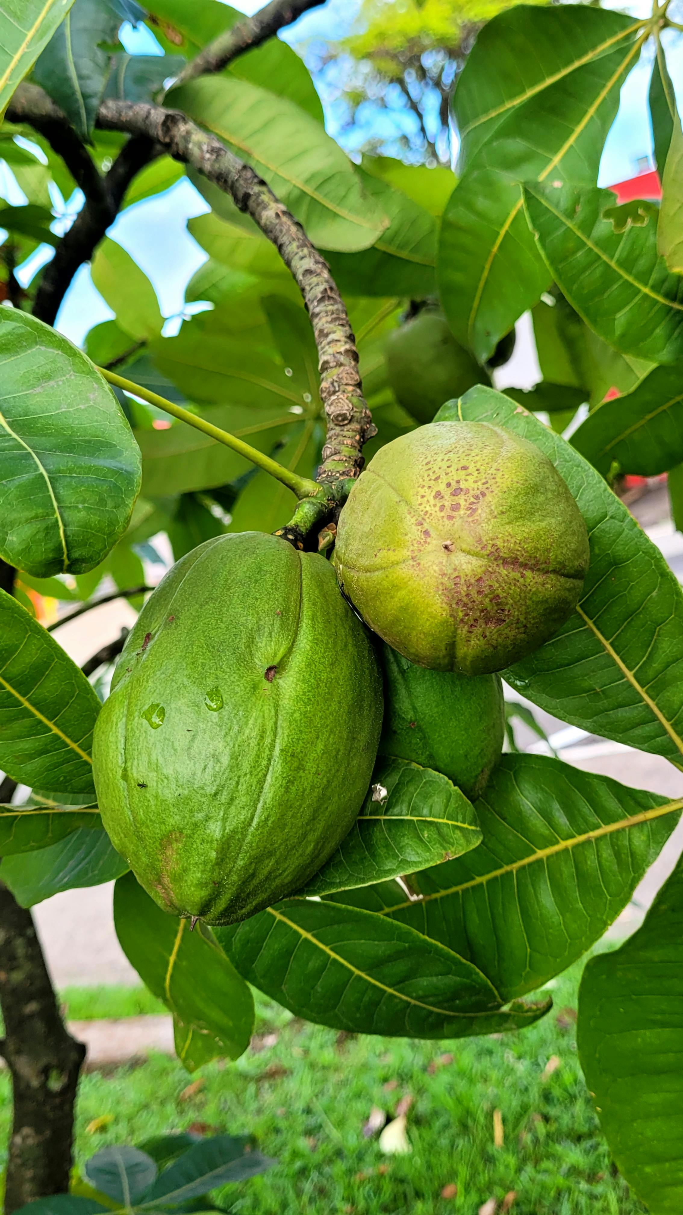 Gratis Detaljert bilde av livlige grønne frukter som henger fra en tregren, omgitt av frodige blader. Arkivbilde