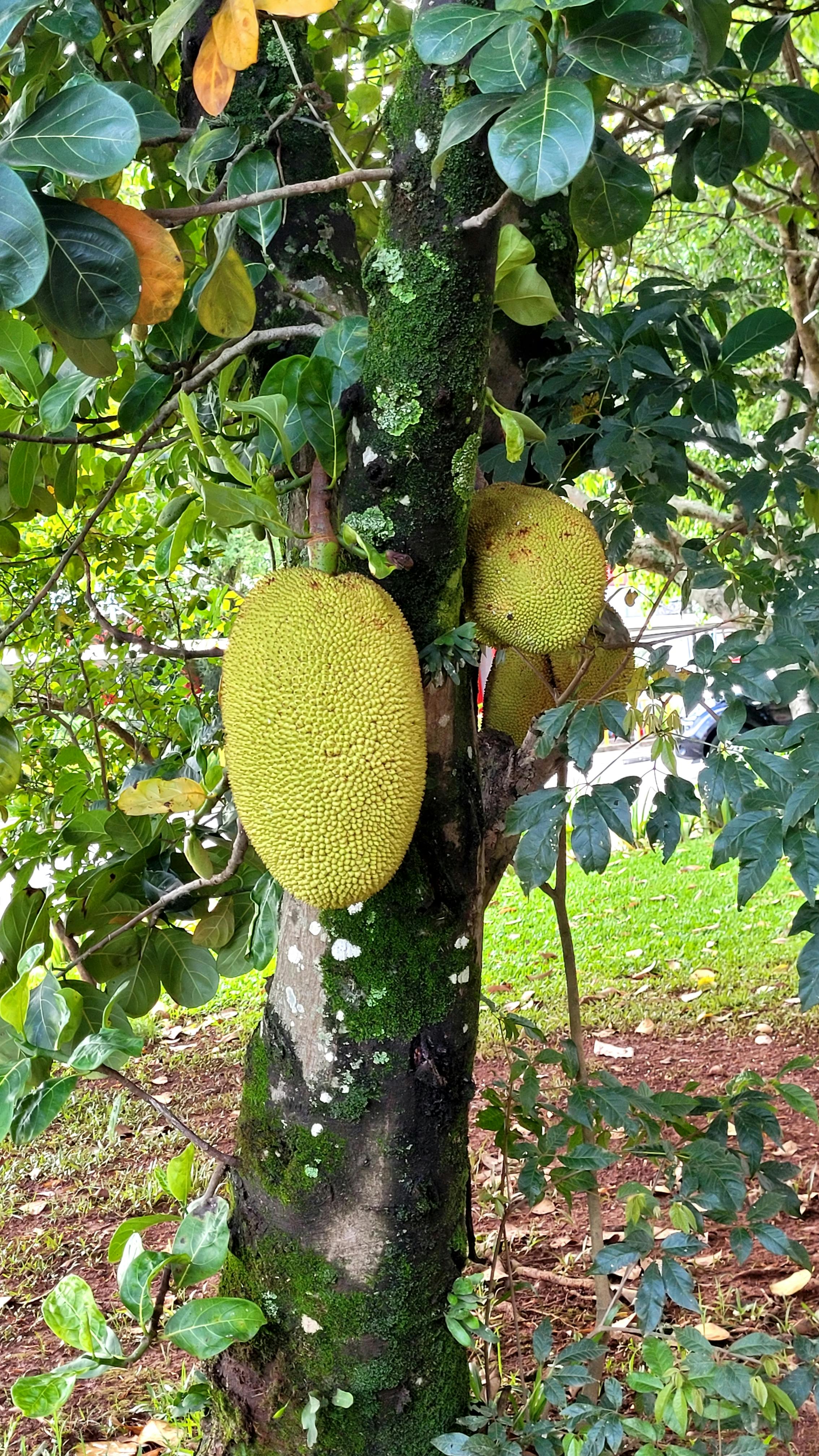 Gratis Nærbilde av jackfrukttre med modne frukter omgitt av frodig grøntområde. Arkivbilde