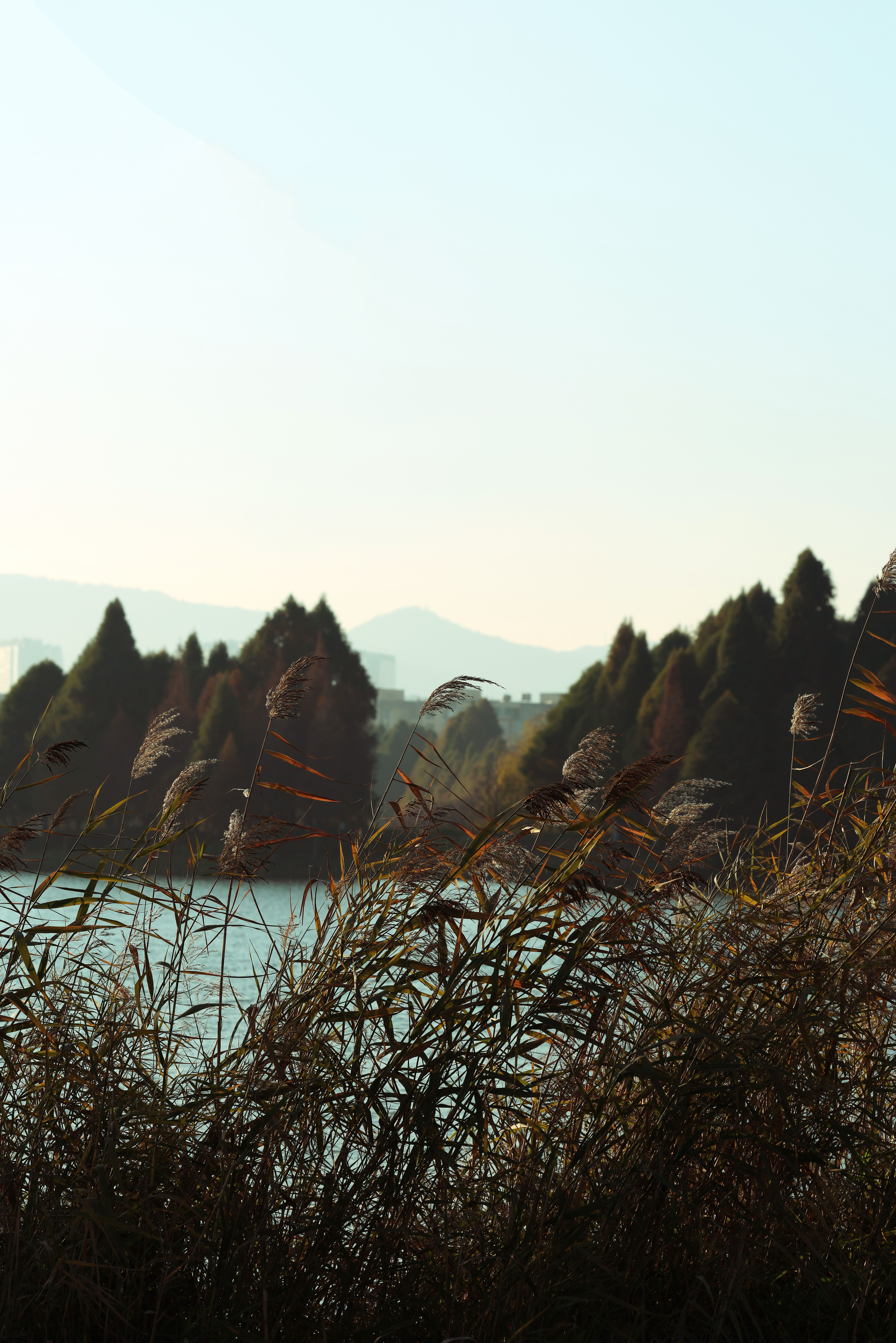 Tranquil Lakeside with Reeds at Sunset · Free Stock Photo