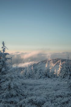 Serene winter scene of snow-covered trees on a mountain at sunrise.