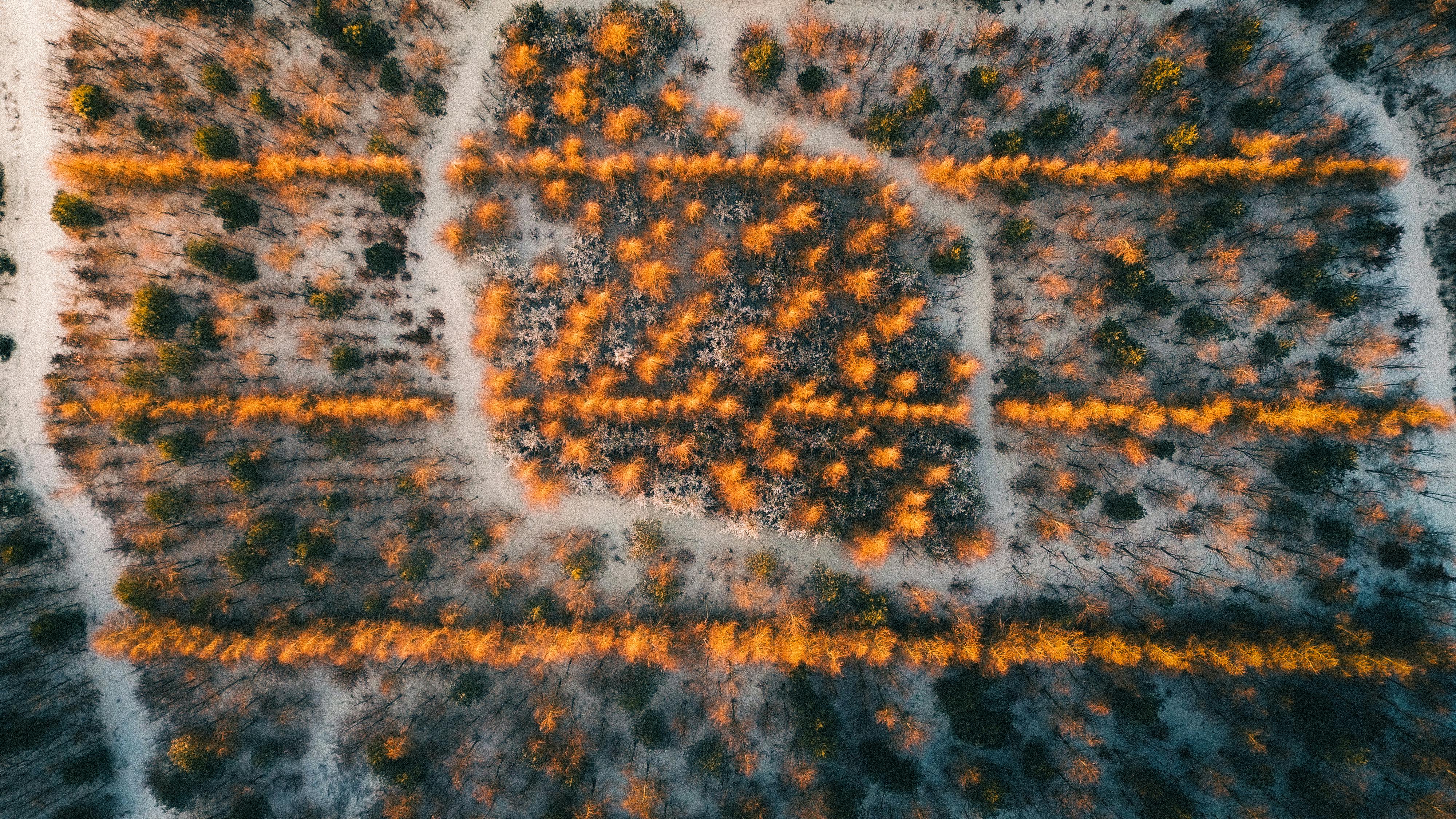 Gratis Dronebillede af et vinterlandskab med appelsintræer arrangeret i geometriske mønstre. Lagerfoto