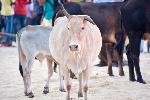 Free Group of cows standing on a sandy beach, surrounded by people, during daytime. Stock Photo