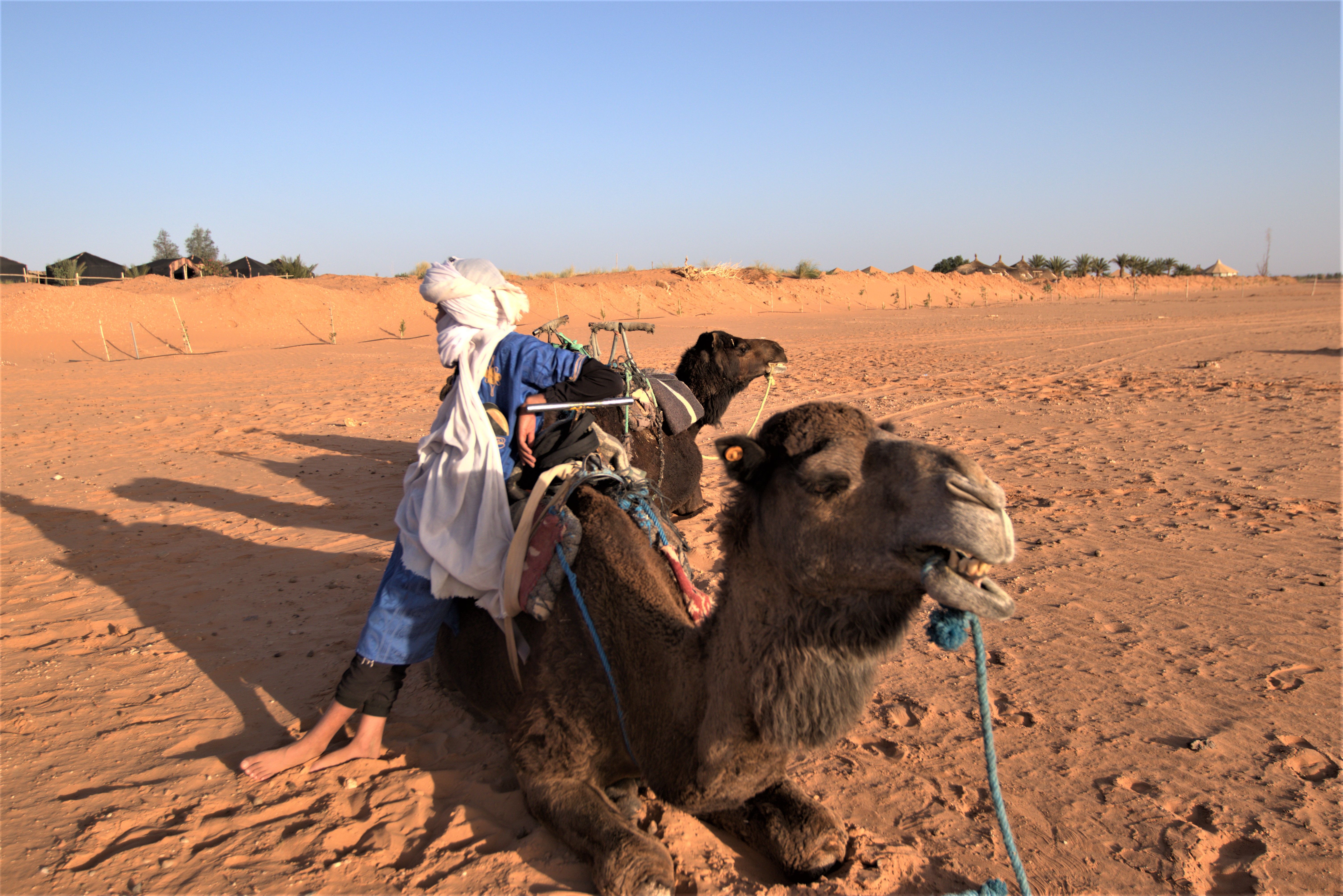 A camel resting in the Sahara Desert with a rider looking at the horizon.
