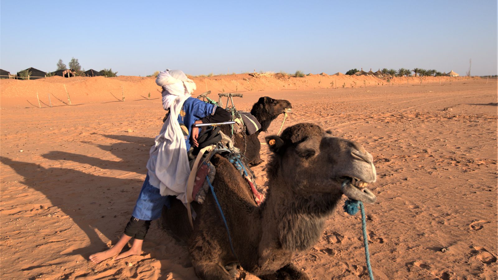 Camel ride in the sahara desert at sunset, Tunisia