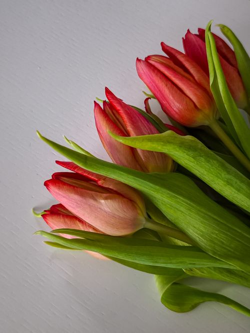 Free Vibrant red tulips on a white surface, perfect for spring themes or romantic occasions. Stock Photo