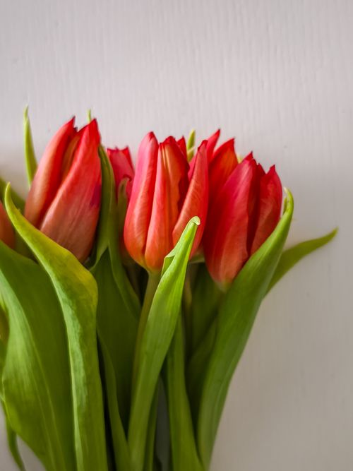 Free A bunch of vibrant red tulips with green stems on a plain white background, capturing a fresh spring vibe. Stock Photo
