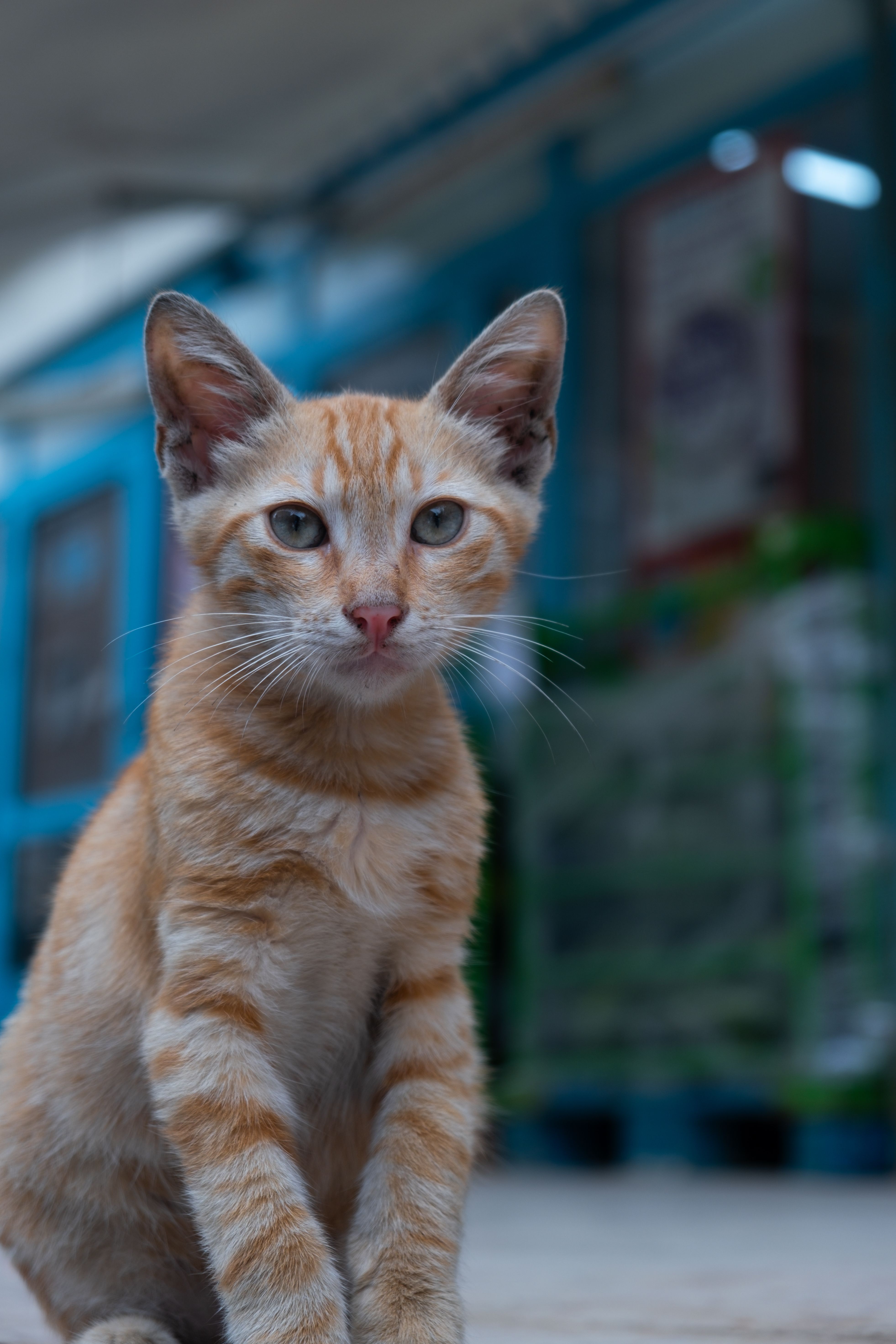 Kitty+Lixo+Bbc Photos, Download The BEST Free Kitty+Lixo+Bbc Stock
