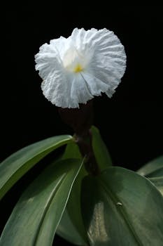 Detailed shot of a blooming white crepe ginger flower (Costus speciosus) against a dark background.