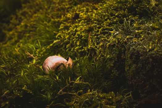 A peaceful forest scene featuring a snail shell on lush green moss, capturing the essence of nature's tranquility.