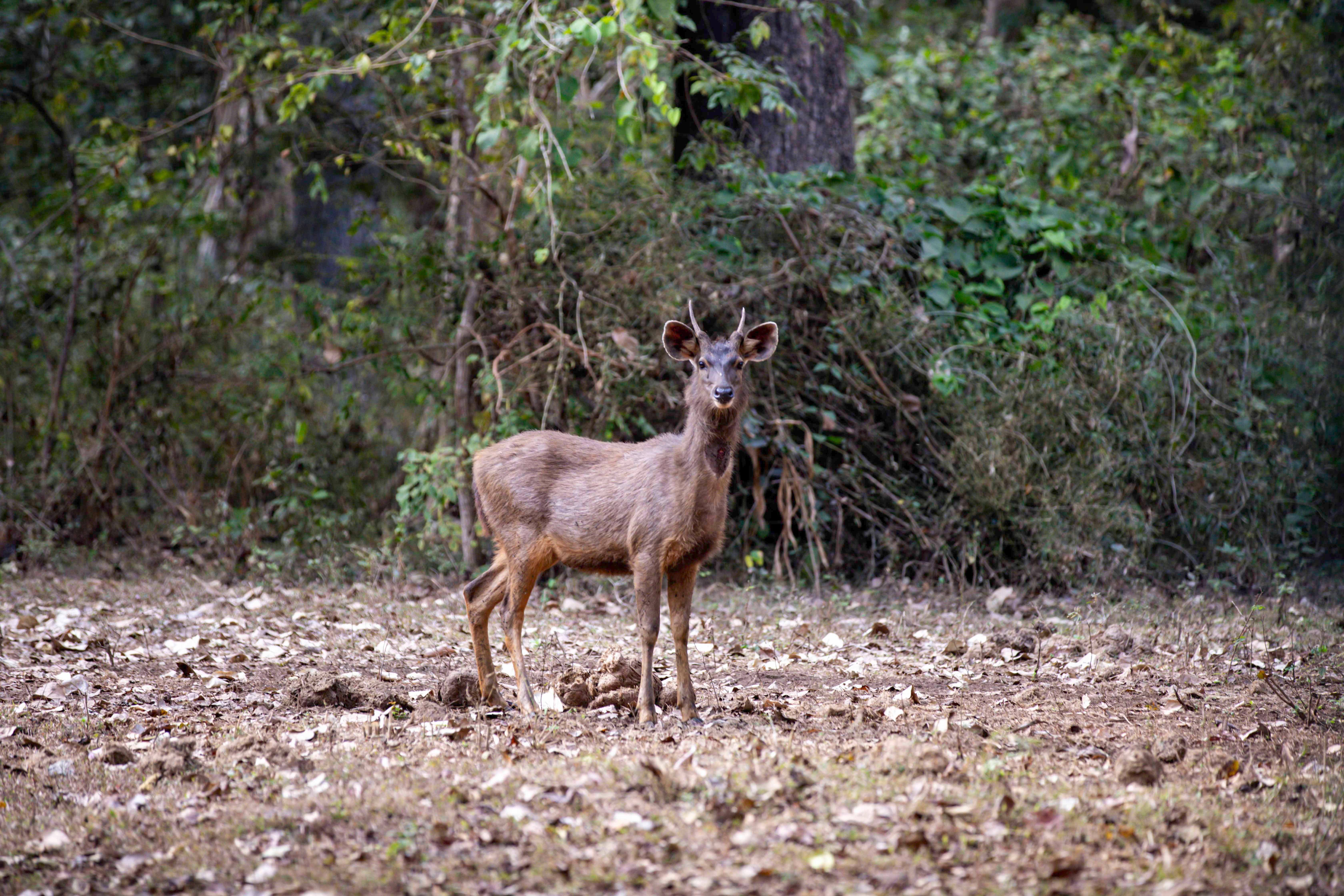 A Sambar Deer stands alert in a forest clearing in Chikkamagaluru, Karnataka.