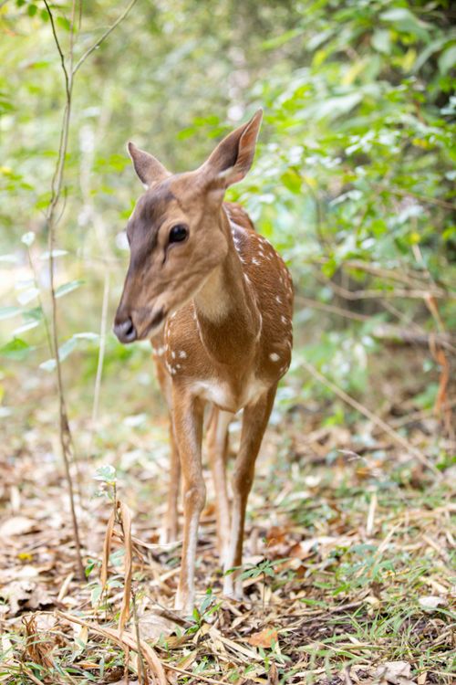 Free Young spotted deer gracefully roaming through Chikkamagaluru's lush forest, India. Stock Photo