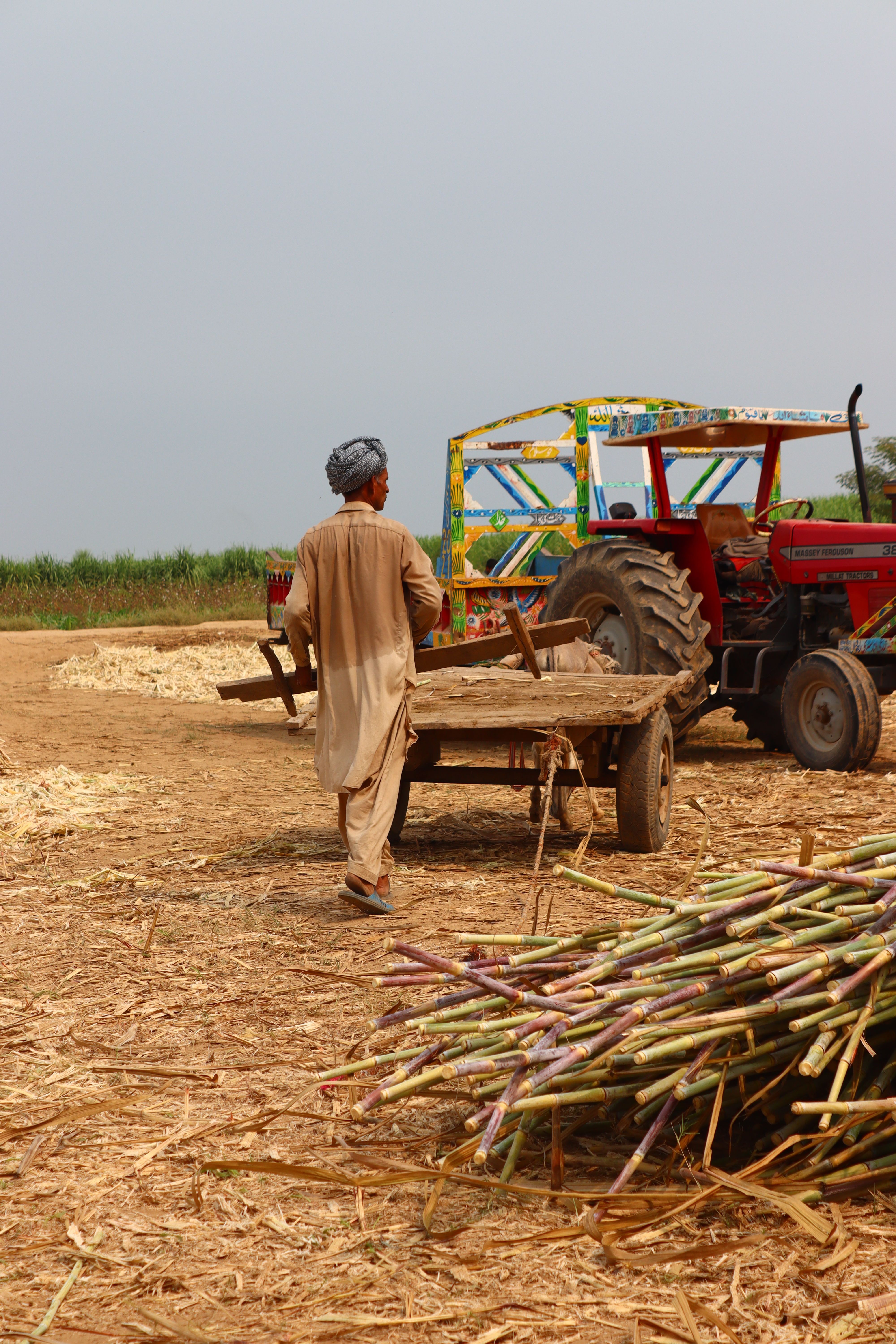 A farmer carrying sugarcane near a colorful tractor in a rural setting.