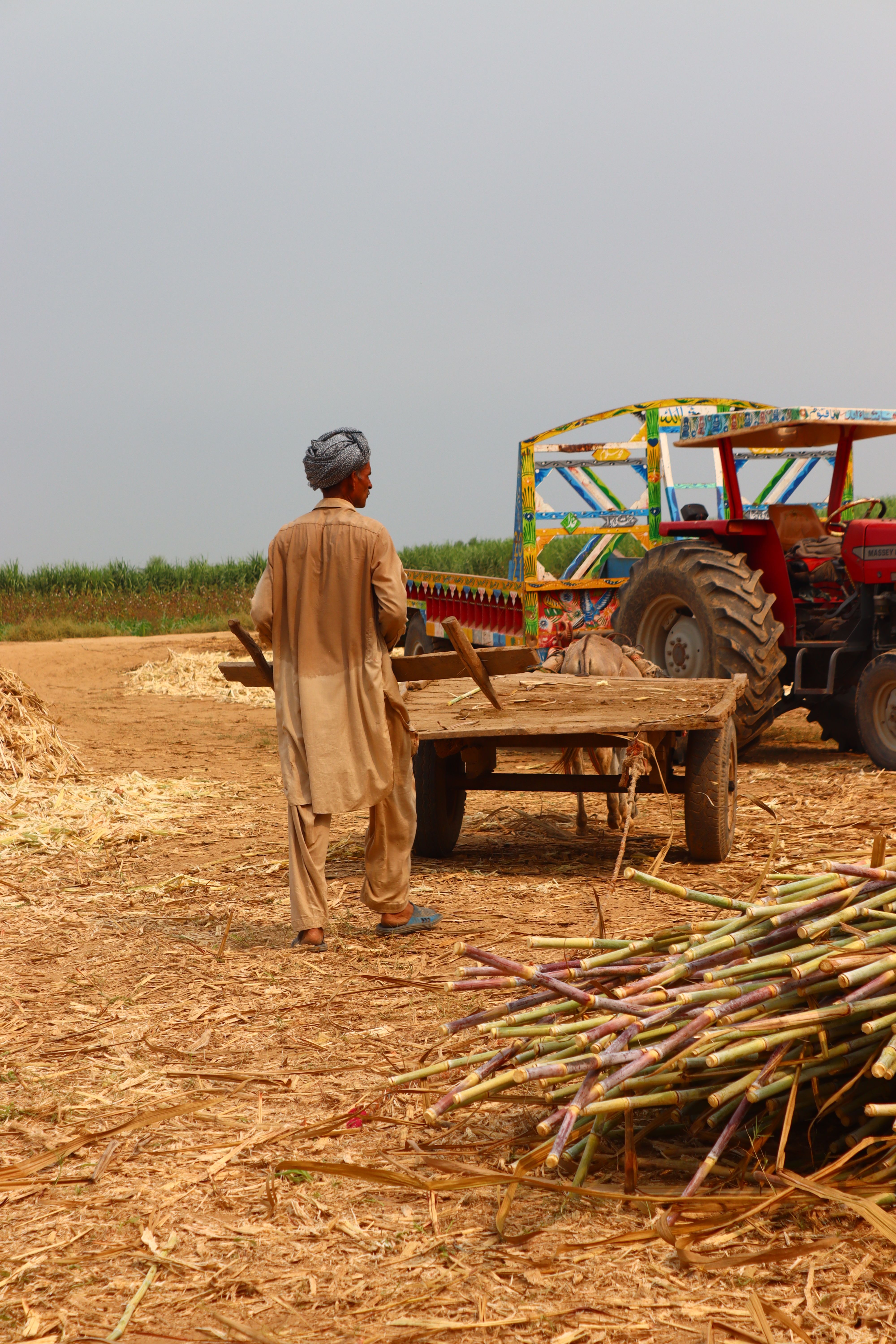 An Asian farmer stands with an ox cart in a sugarcane field beside a colorful tractor.