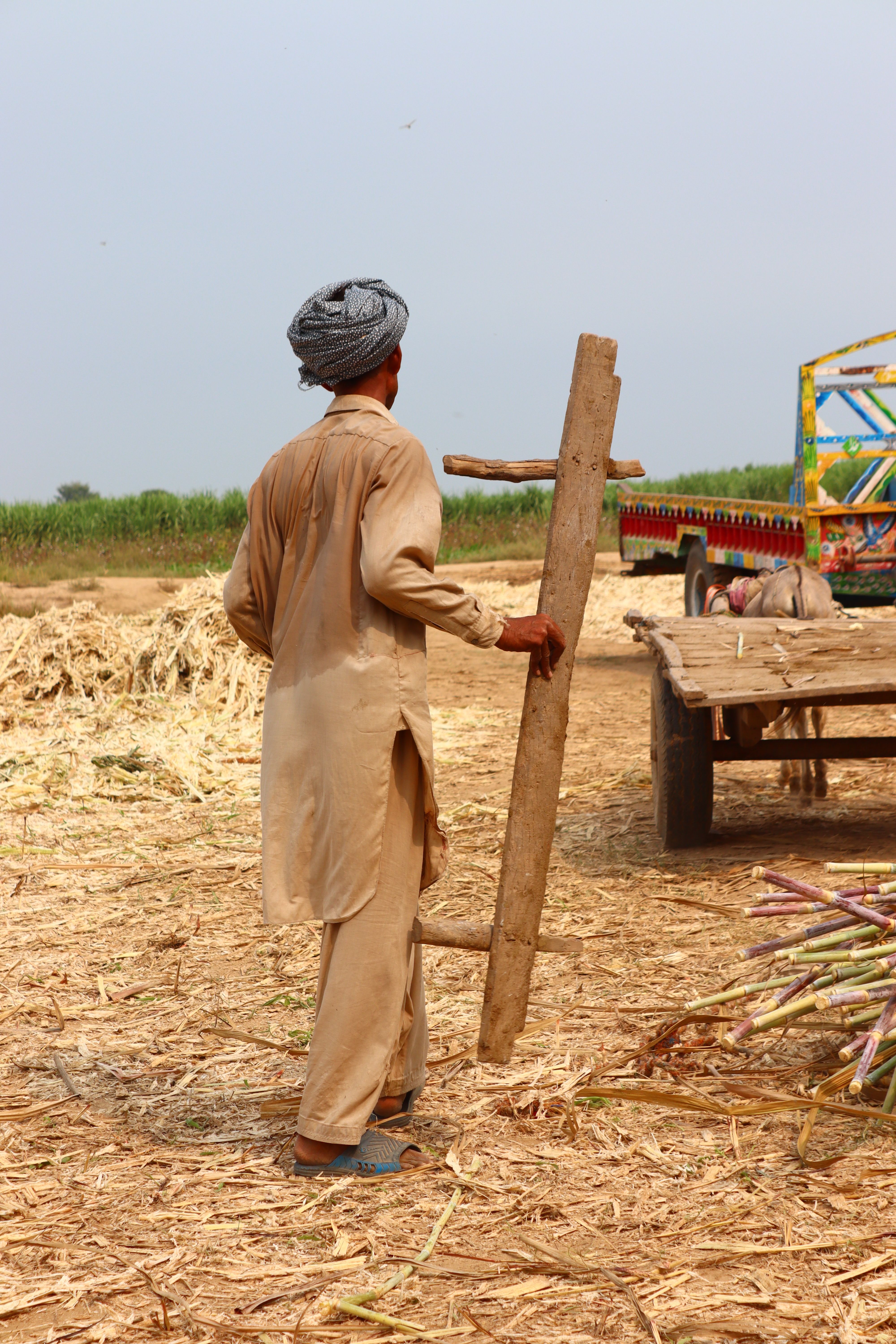 A farmer wearing traditional attire carrying wood in a sugarcane field next to a colorful cart.