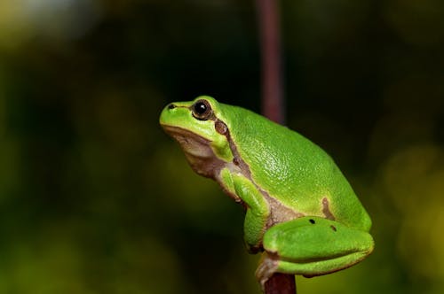 Мелкофокусная фотография зеленой лягушки