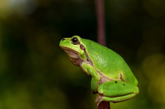 ¿Qué significa soñar con un sapo?