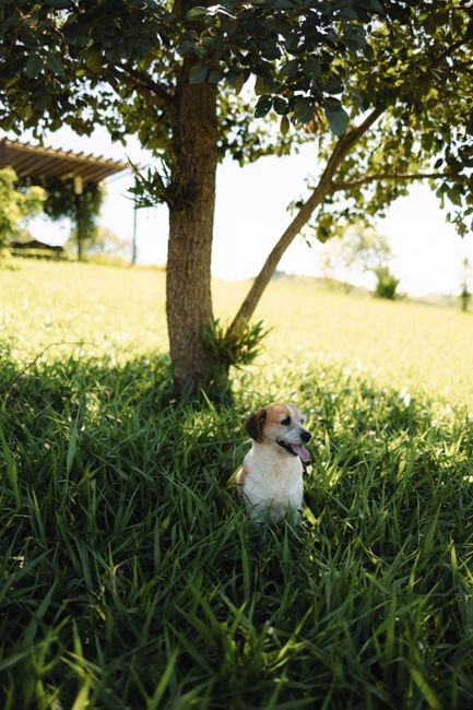 A cheerful dog sitting under a tree's shade on a sunny day in a green field.