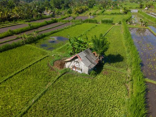 Free Aerial view of lush green rice paddies and a rustic hut in Bali, Indonesia. Stock Photo