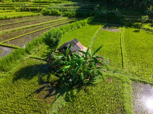 Free Stunning aerial photograph of green rice terraces in Bali, showcasing the region's natural beauty. Stock Photo