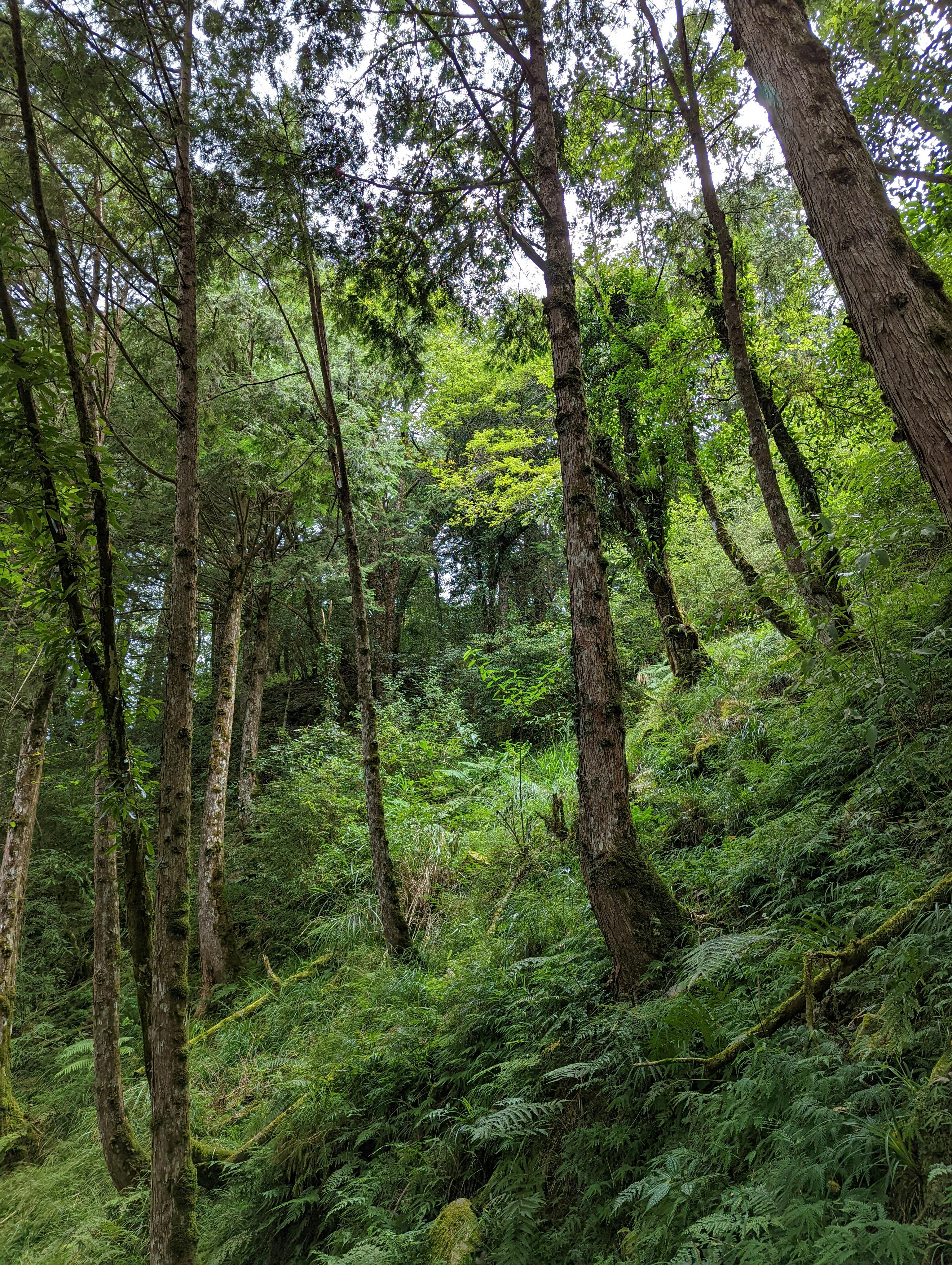 Gratis Tett skog i Yilan fylke, Taiwan, med høye trær og rikelig med grøntområder. Arkivbilde