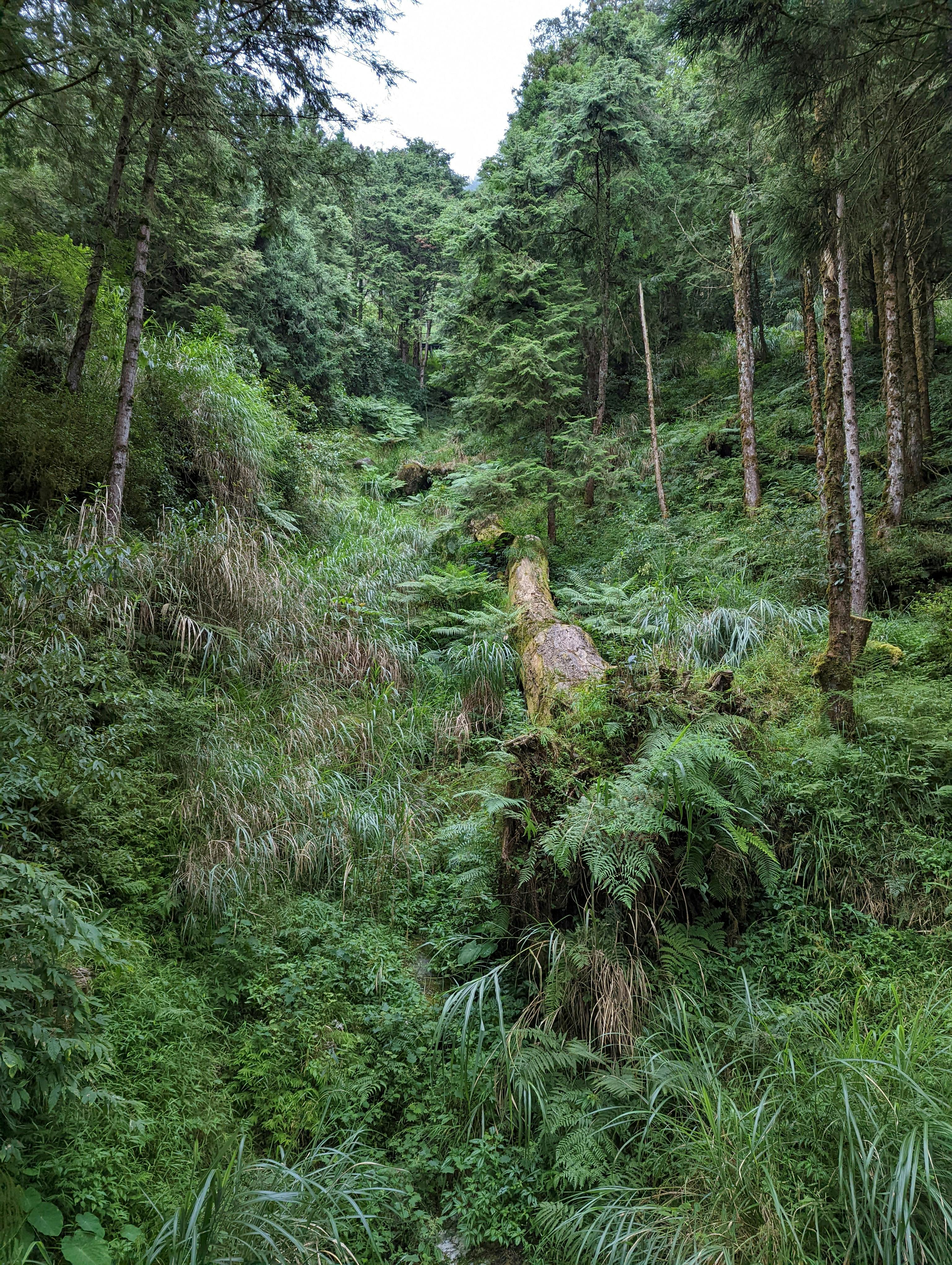Gratis En fredfull utsikt over en frodig skog fylt med bregner i Yilan fylke, Taiwan. Arkivbilde