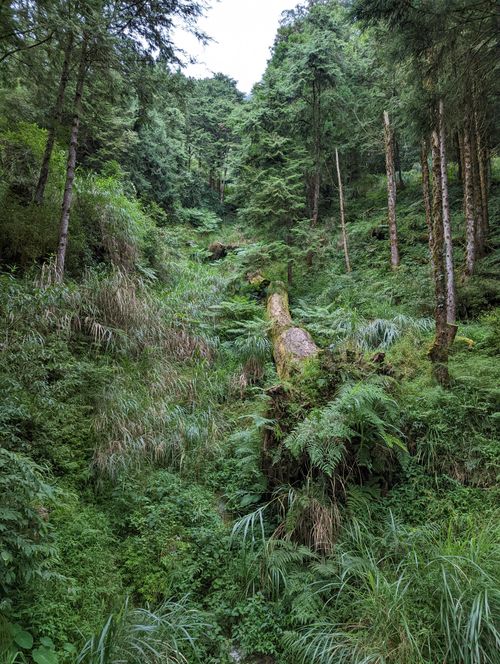 Free A serene view of a lush forest filled with ferns in Yilan County, Taiwan. Stock Photo
