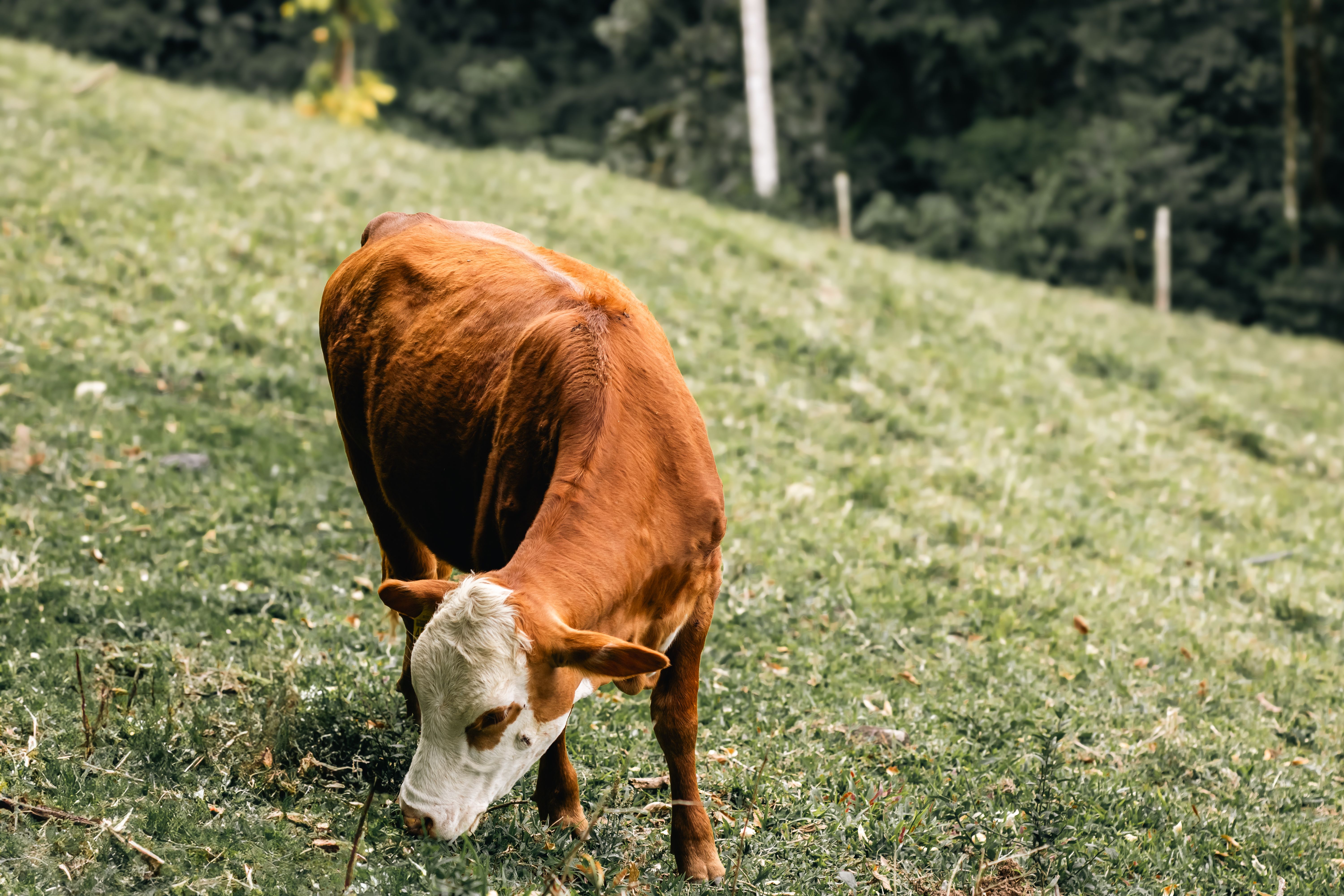 Brown Cow Grazing on a Lush Green Hill · Free Stock Photo