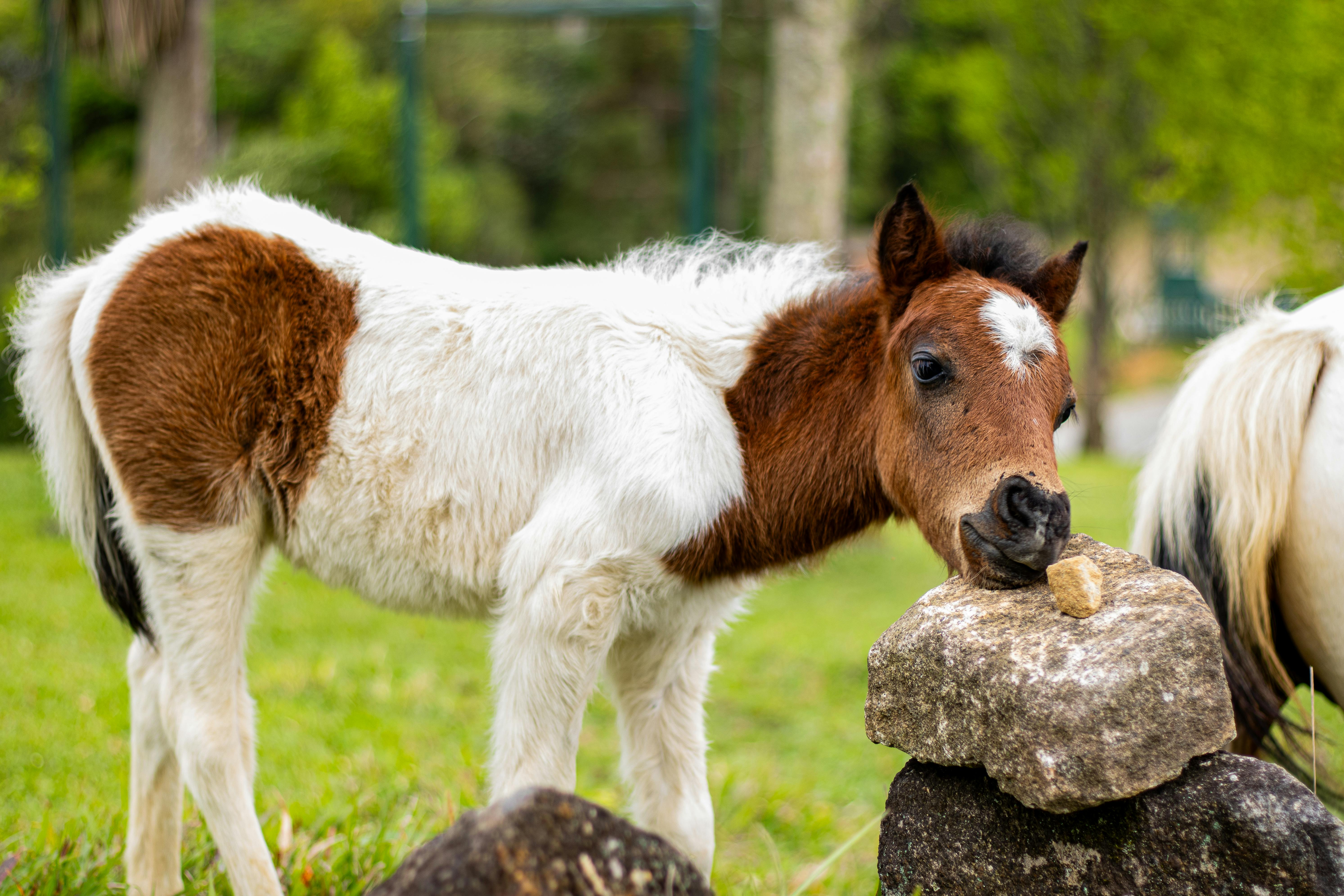Charming young pony with brown and white patches standing outdoors on a sunny day.