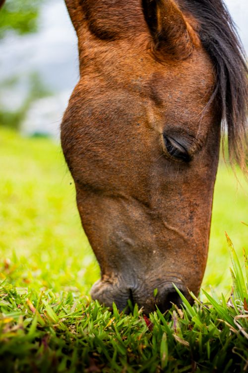 Free Brown horse close-up while grazing on lush green grass in a vibrant field. Stock Photo