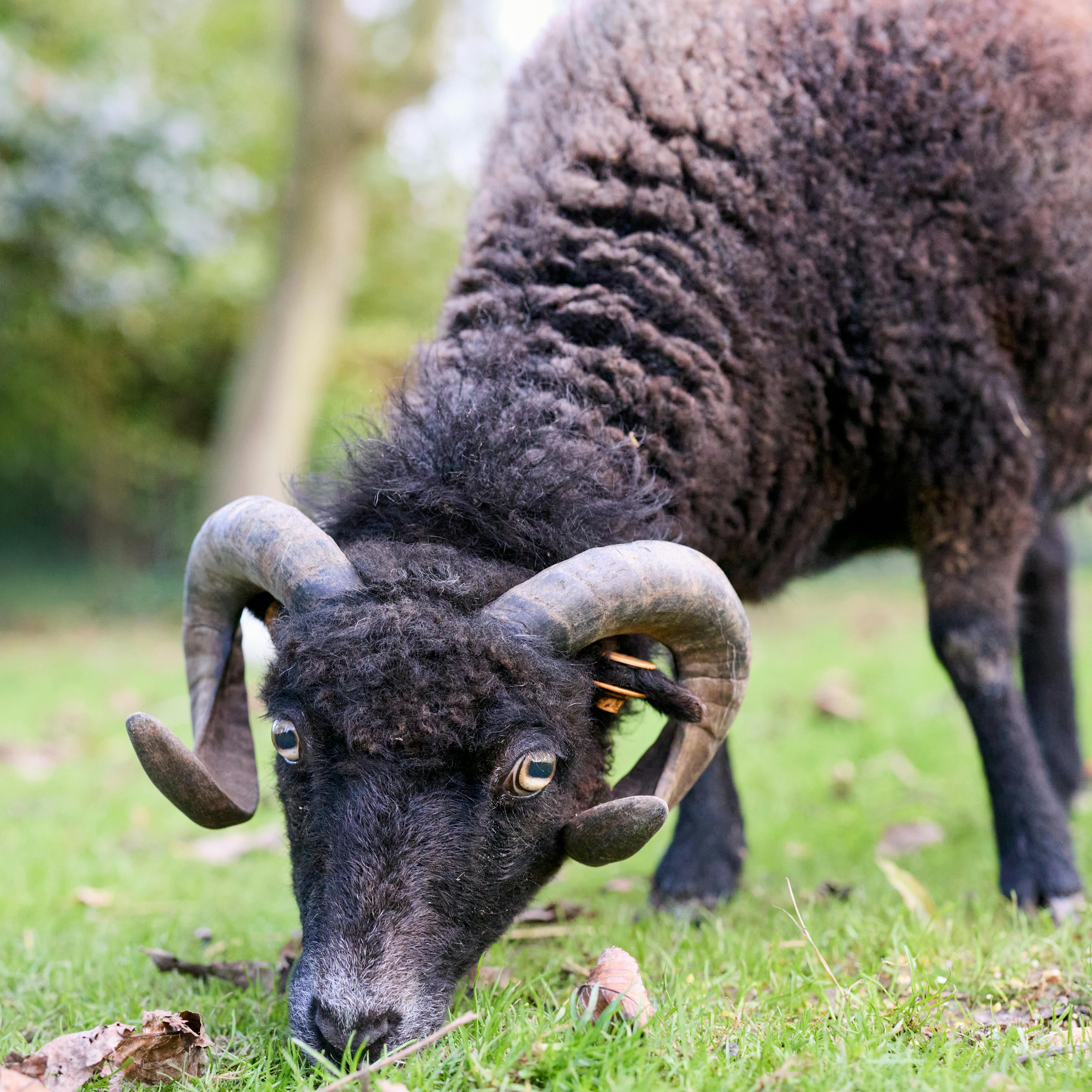 Gratuit Un mouton noir d'Ouessant, avec ses cornes, broute dans un champ herbeux, exhibant la texture de sa laine. Photos