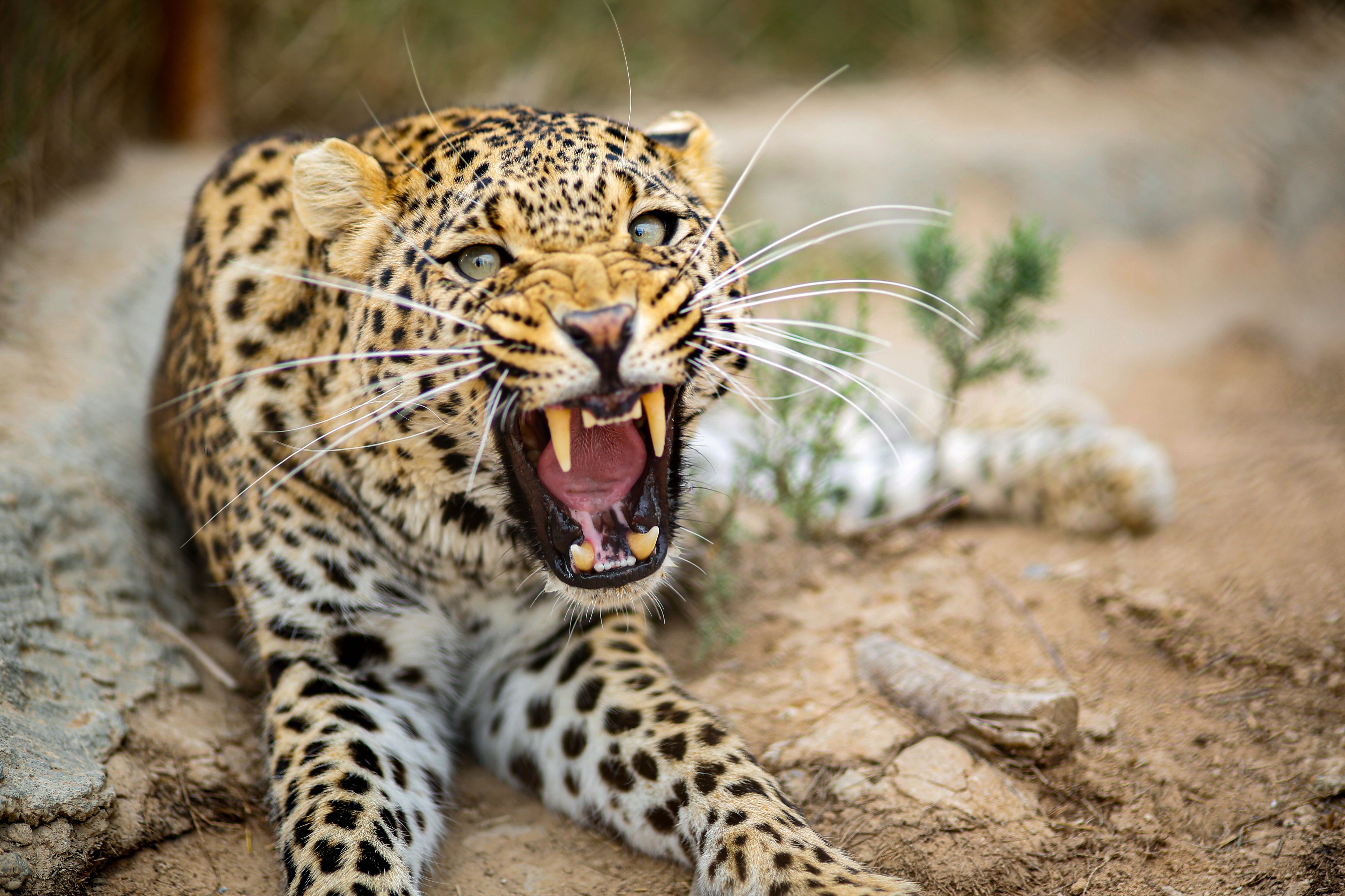 Big cats enter pet insurance: Why global giants are turning to Lassie — Photo by Mohamed  Olwy on Pexels