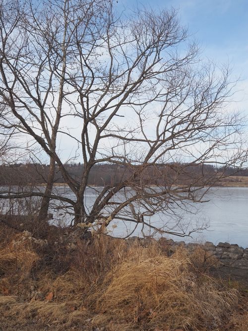 Free A leafless tree by a tranquil river in Doylestown, Pennsylvania, during winter. Stock Photo