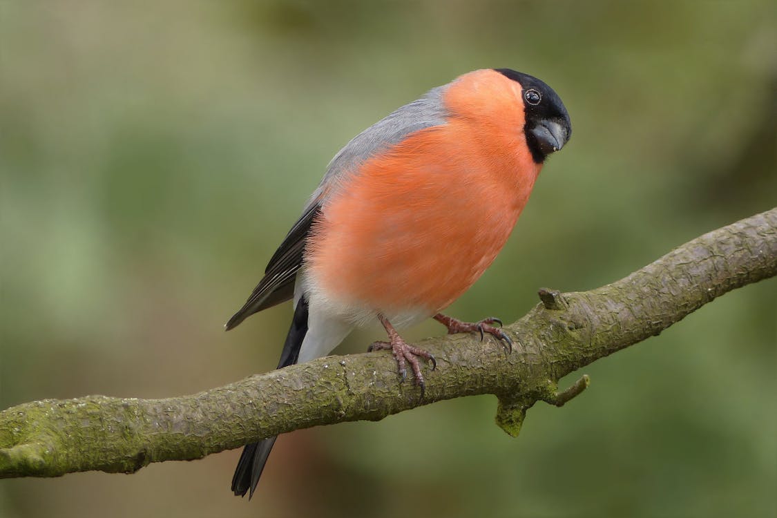 Oranje En Zwarte Vogel Zat Op Bruine Stam