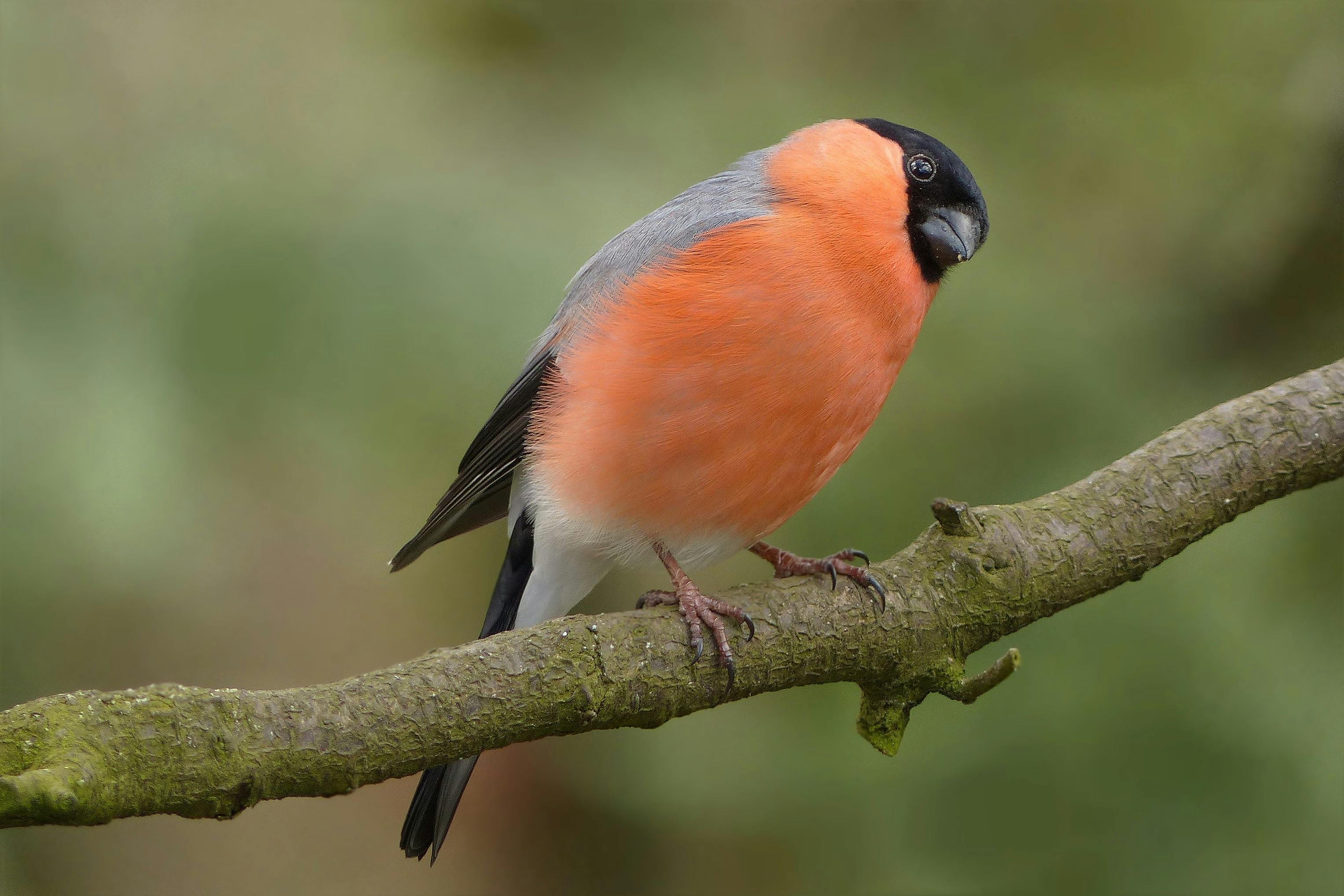 Blue and Orange Bird on Brown Wooden Surface in Selective Focus