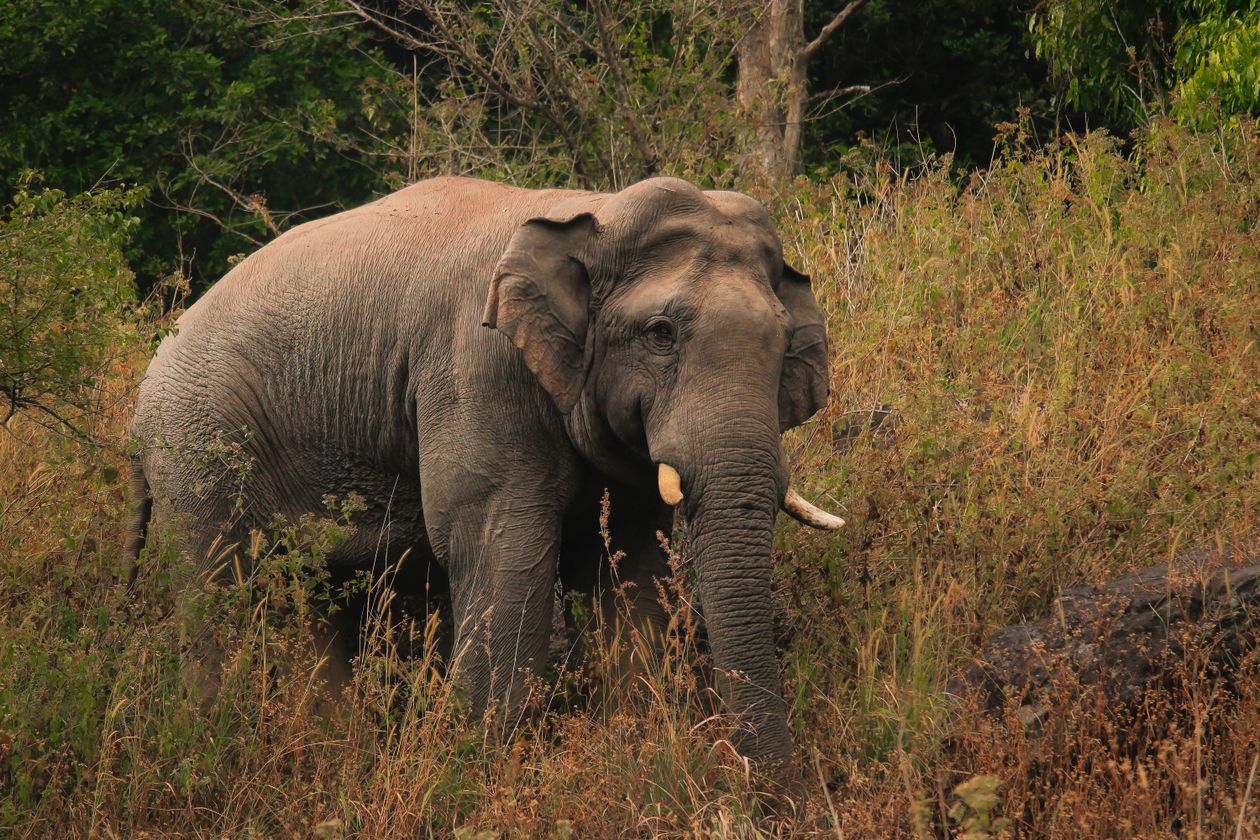 Asian elephant in grassland habitat