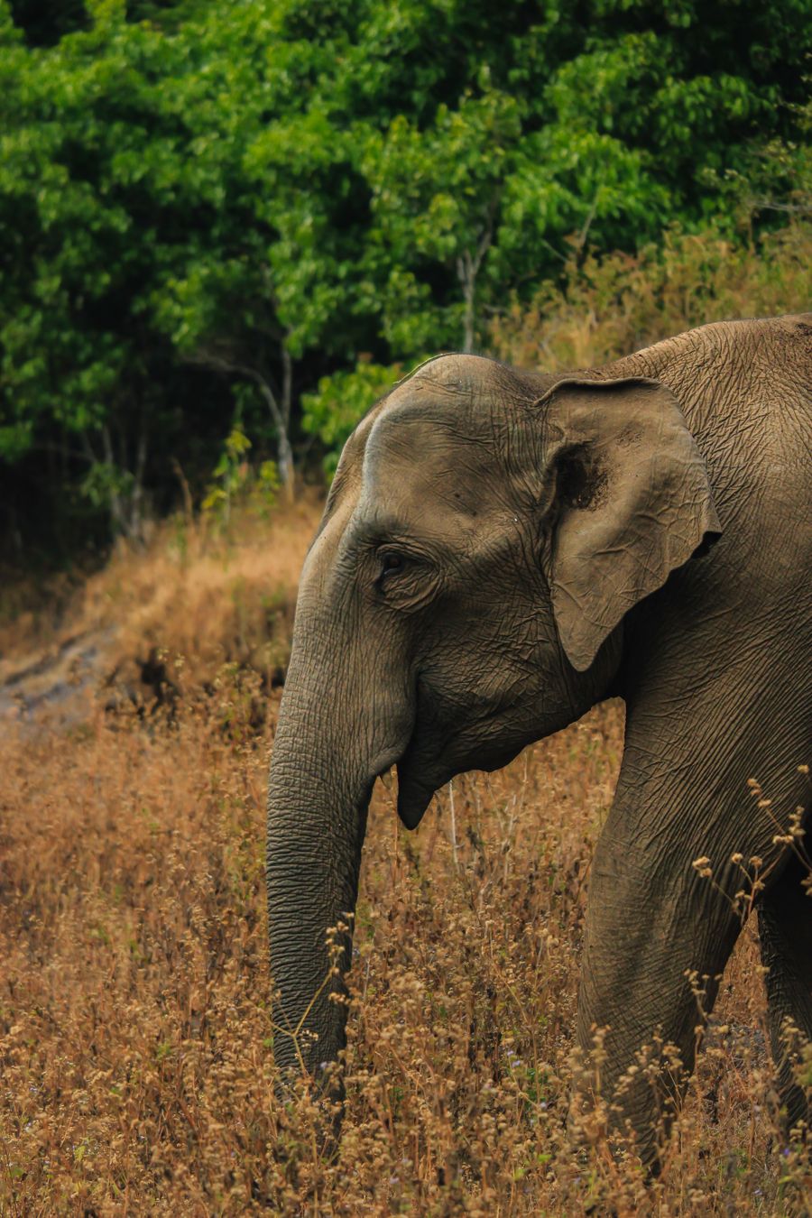 Elephant in a Sri Lankan national park