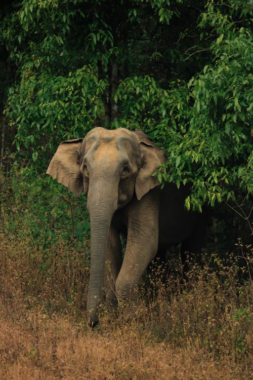 Free An Asian elephant emerges from lush greenery in a vibrant jungle. Stock Photo