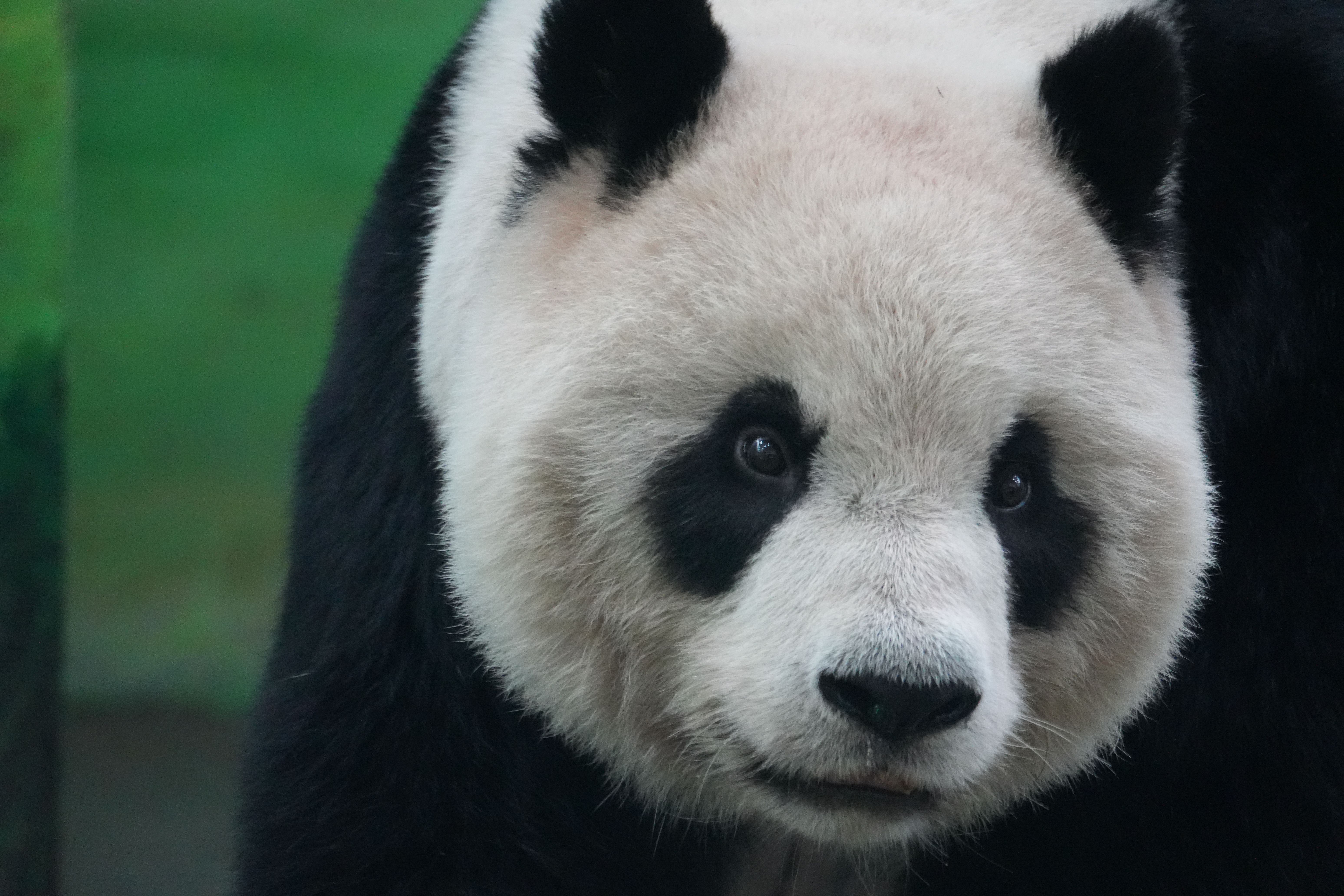 Close-up of Giant Panda in Natural Habitat · Free Stock Photo