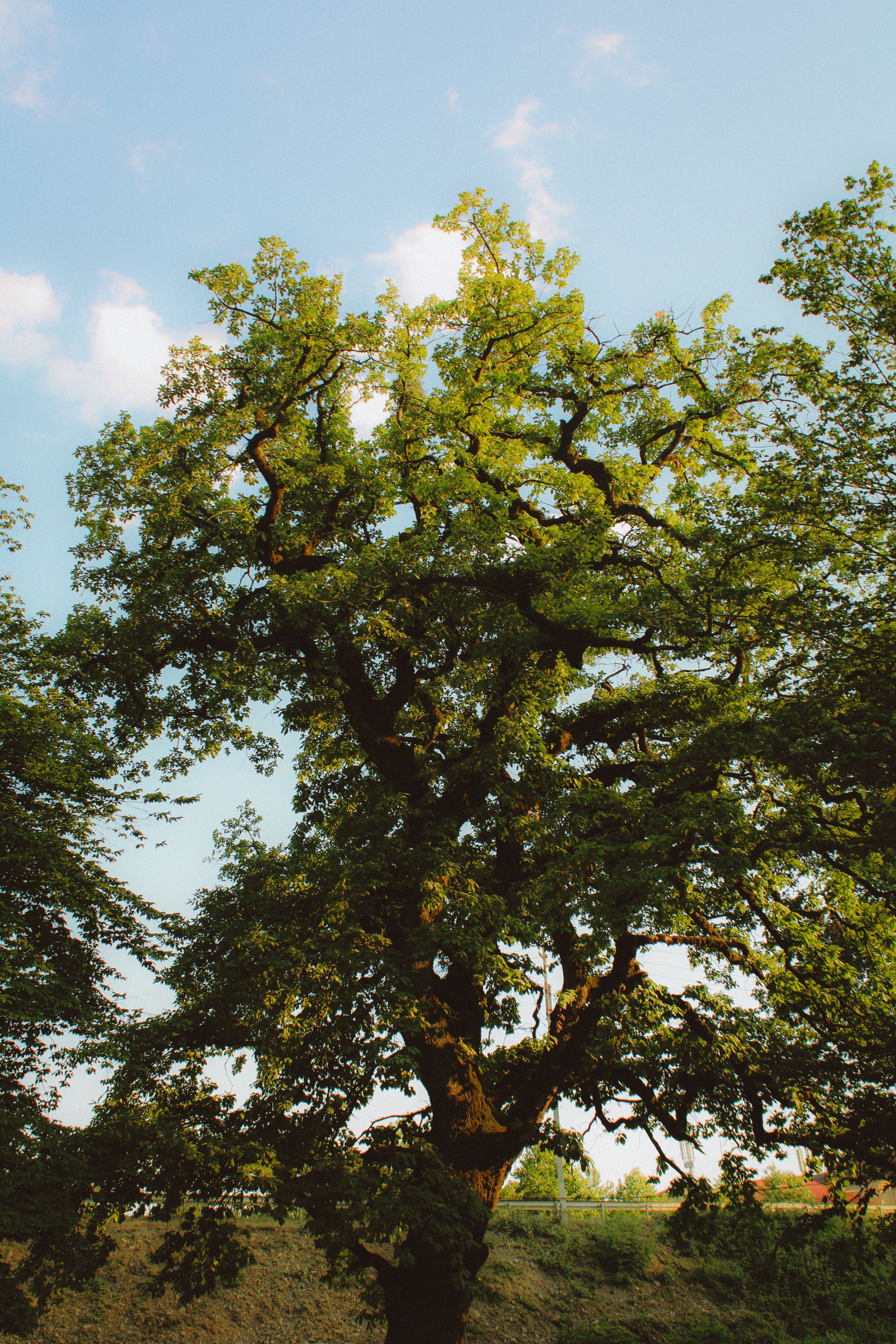 Majestic Oak Tree in Gebele, Azerbaijan · Free Stock Photo