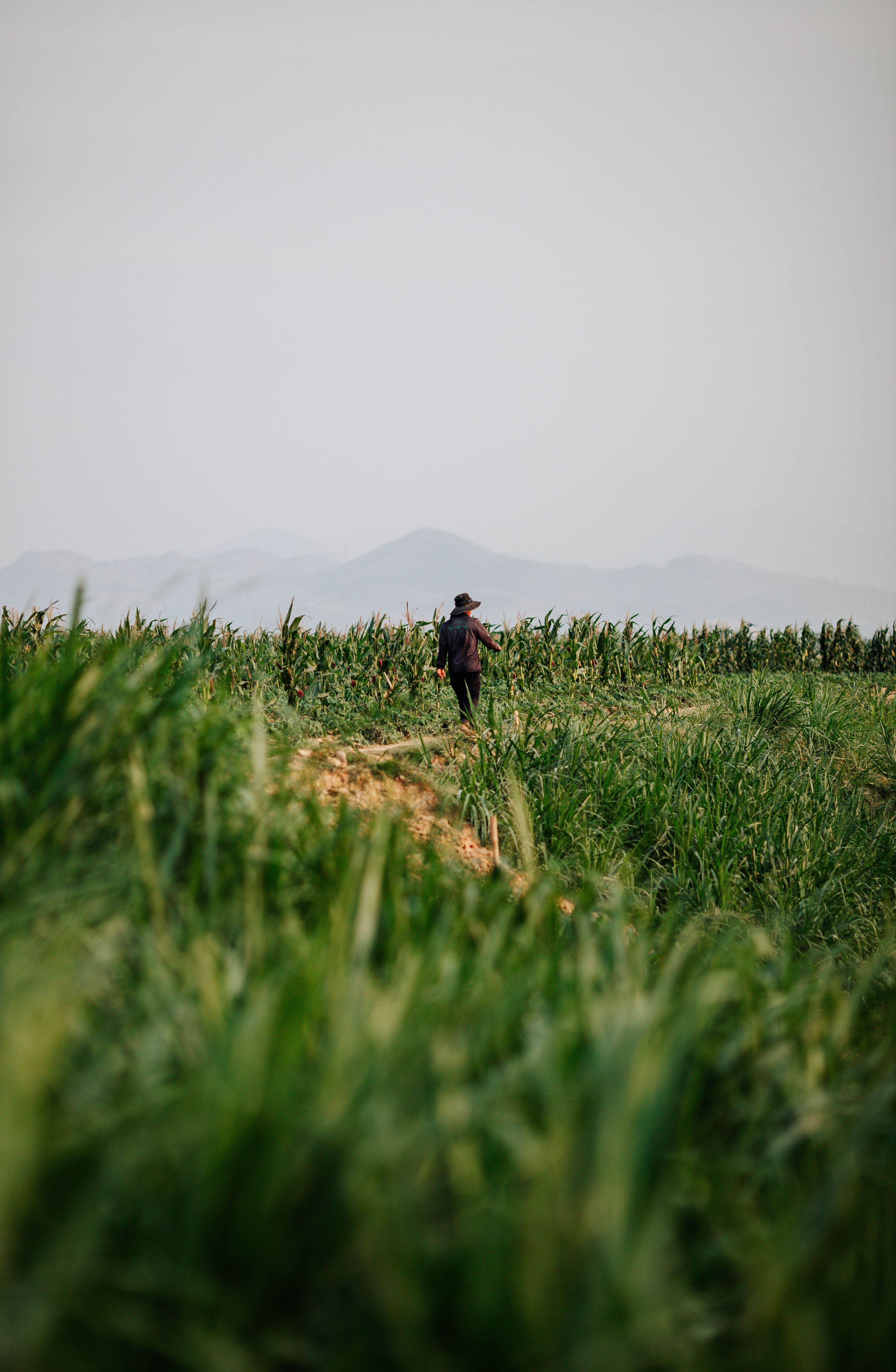 Lonely Farmer in Lush Vietnamese Field at Dusk · Free Stock Photo