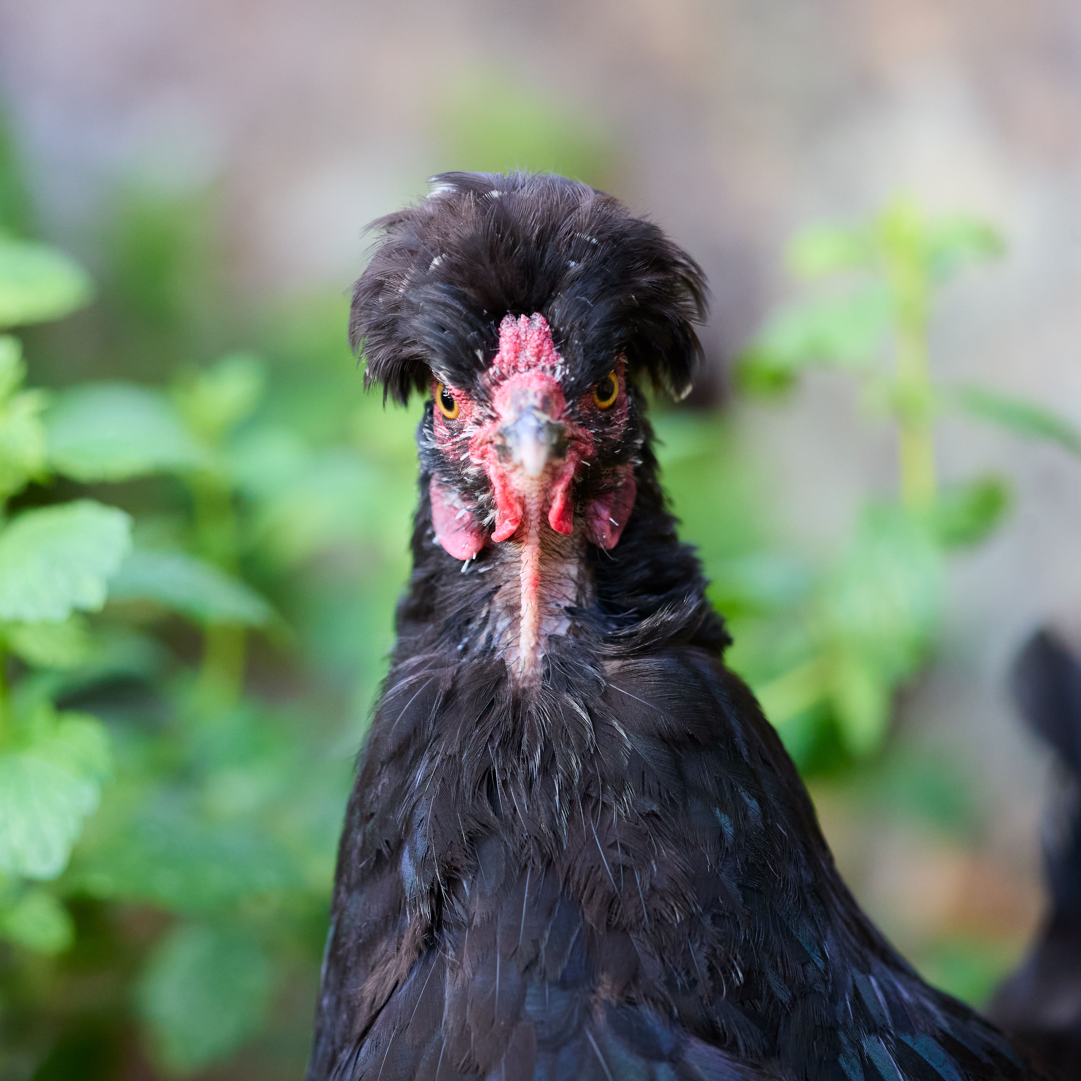 Close-Up Portrait of a Unique Black Chicken · Free Stock Photo