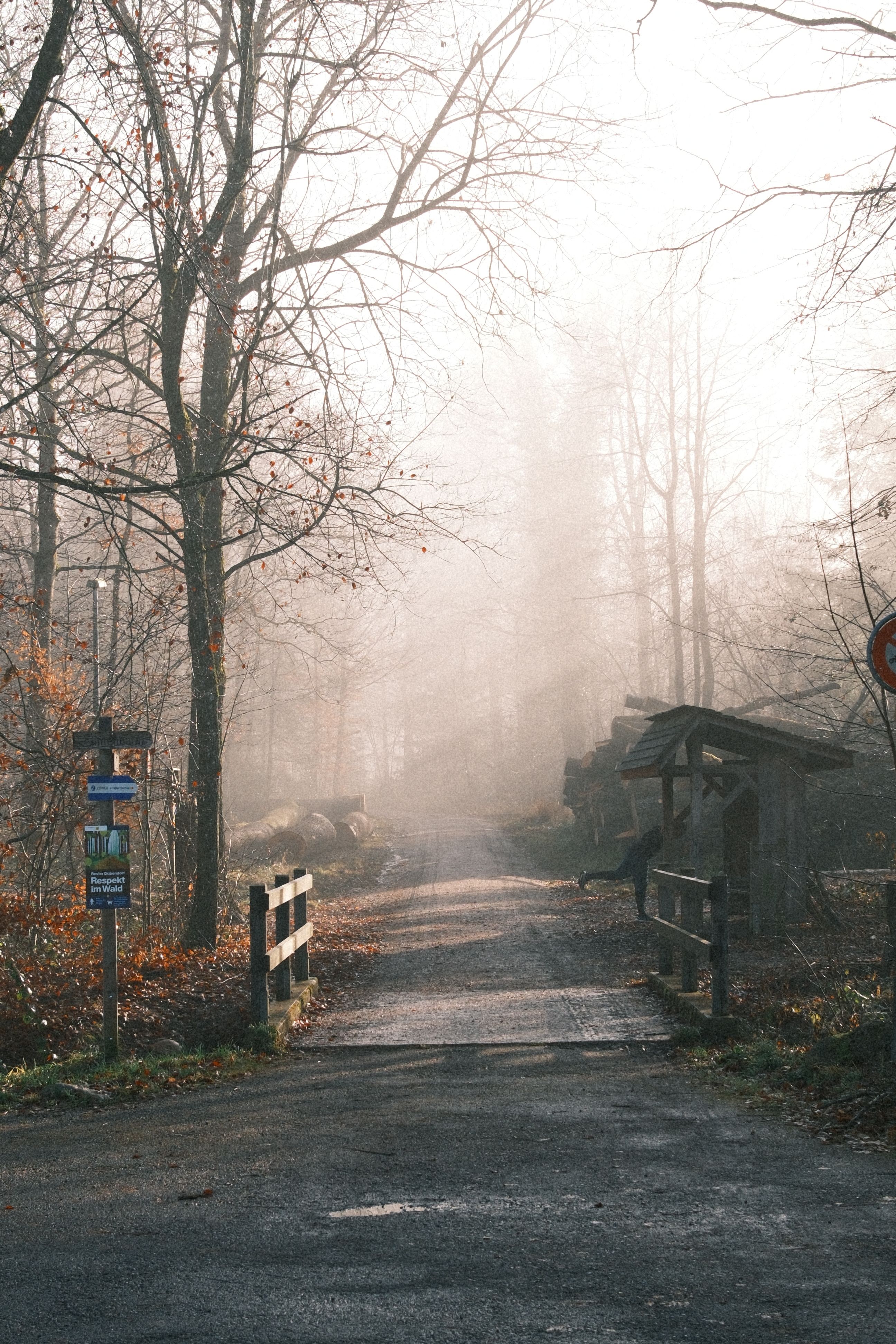 Misty Forest Path in Early Morning Light · Free Stock Photo