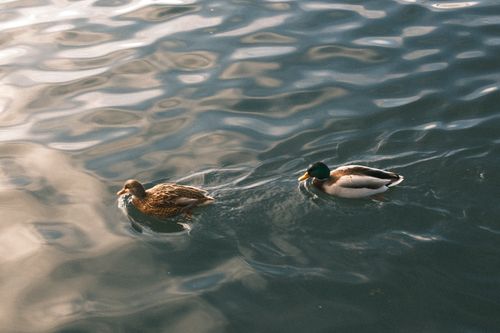 Free Two mallard ducks gracefully swimming in shimmering water surface on a sunny day. Stock Photo