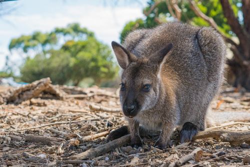 Free Close-up of a wallaby in its natural habitat in Australia, showcasing local wildlife. Stock Photo