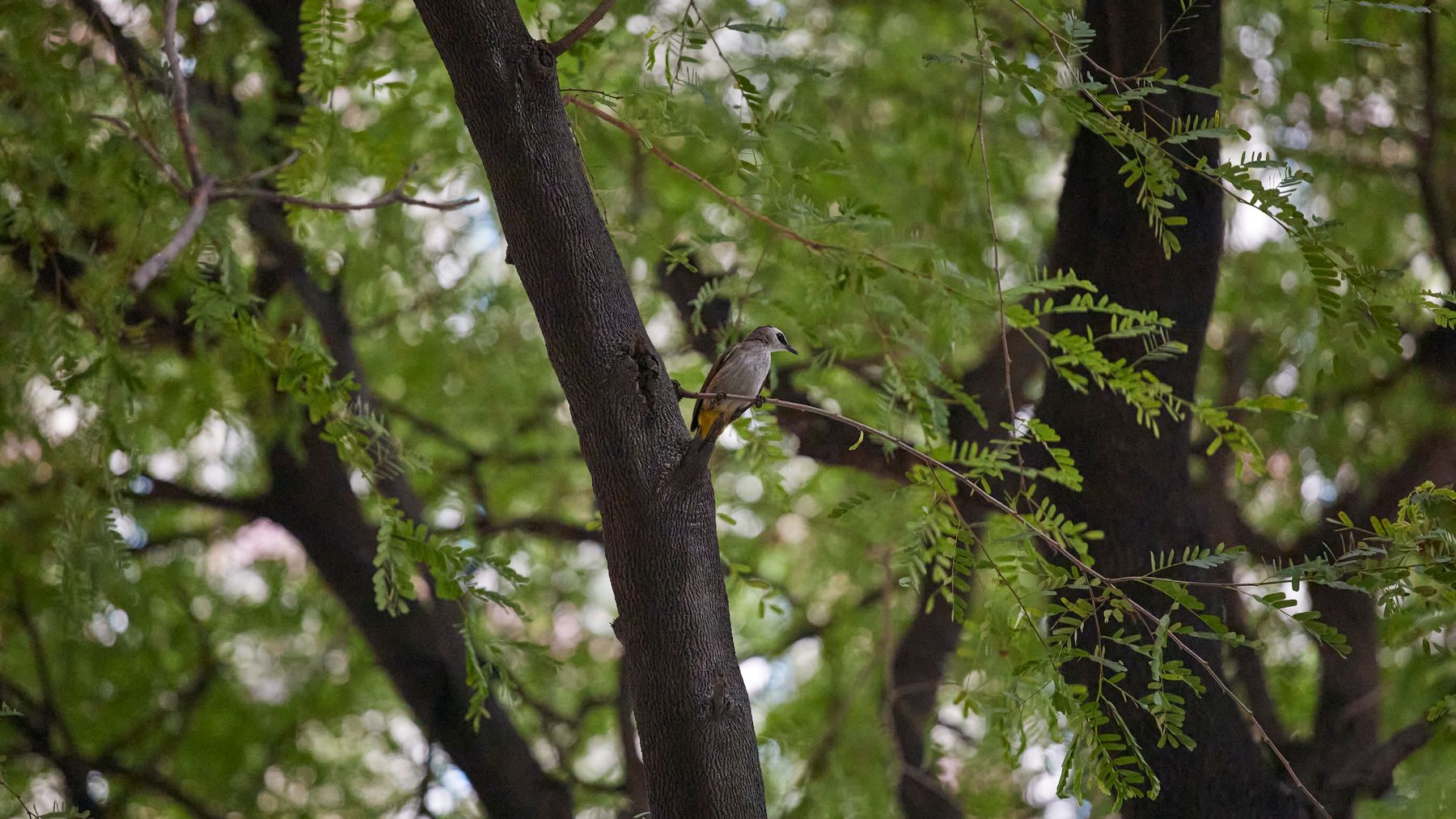A bird perched on a tree branch surrounded by lush green leaves in a park in Ho Chi Minh City.